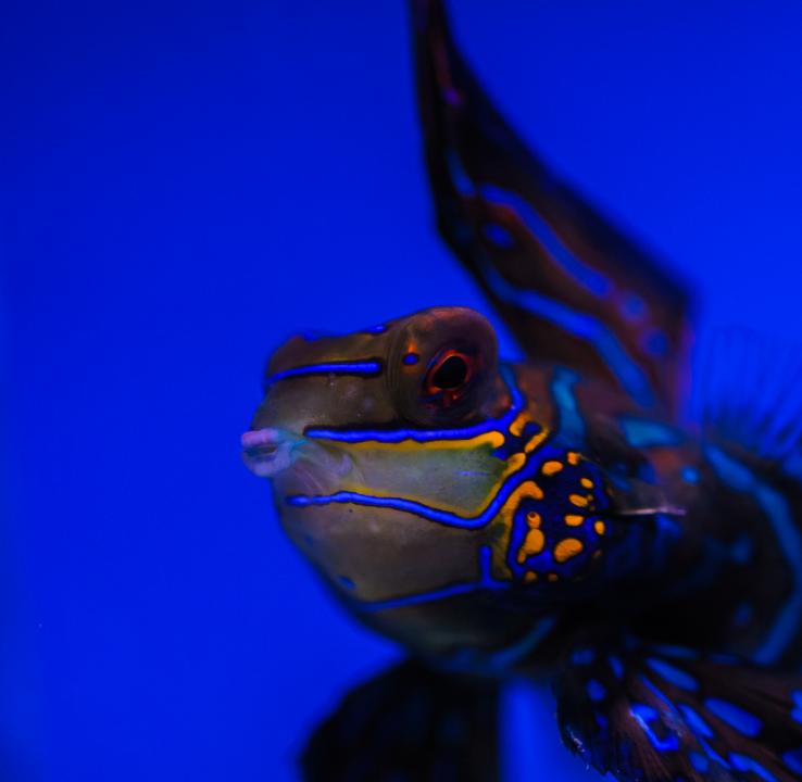 Green Mandarin Goby (Synchiropus splendidus) | Shutterbug